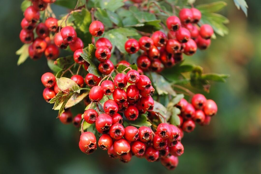 hawthorn for strength